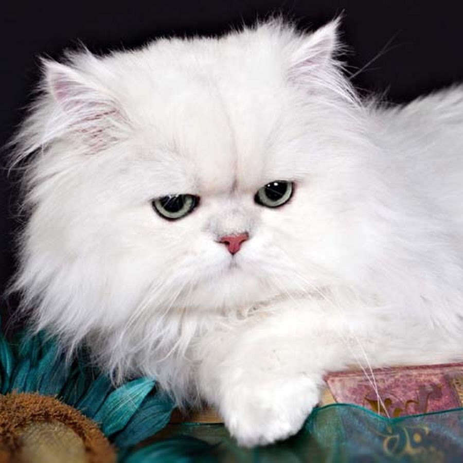 Что такое перс. Персидская кошка. Персидская кошка классического типа. Персидская шиншилла лысый. Белый персидский кот.