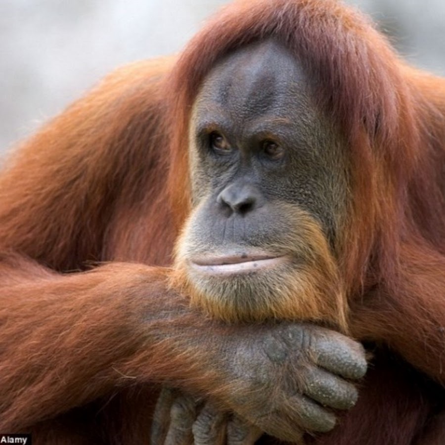 Горилла орангутан шимпанзе. Мартышка орангутан горилла. Обезьяны шимпанзе орангутаны. Человекообразные обезьяны орангутанг. Человекообразные обезьяны (шимпанзе, орангутанг, горилла).