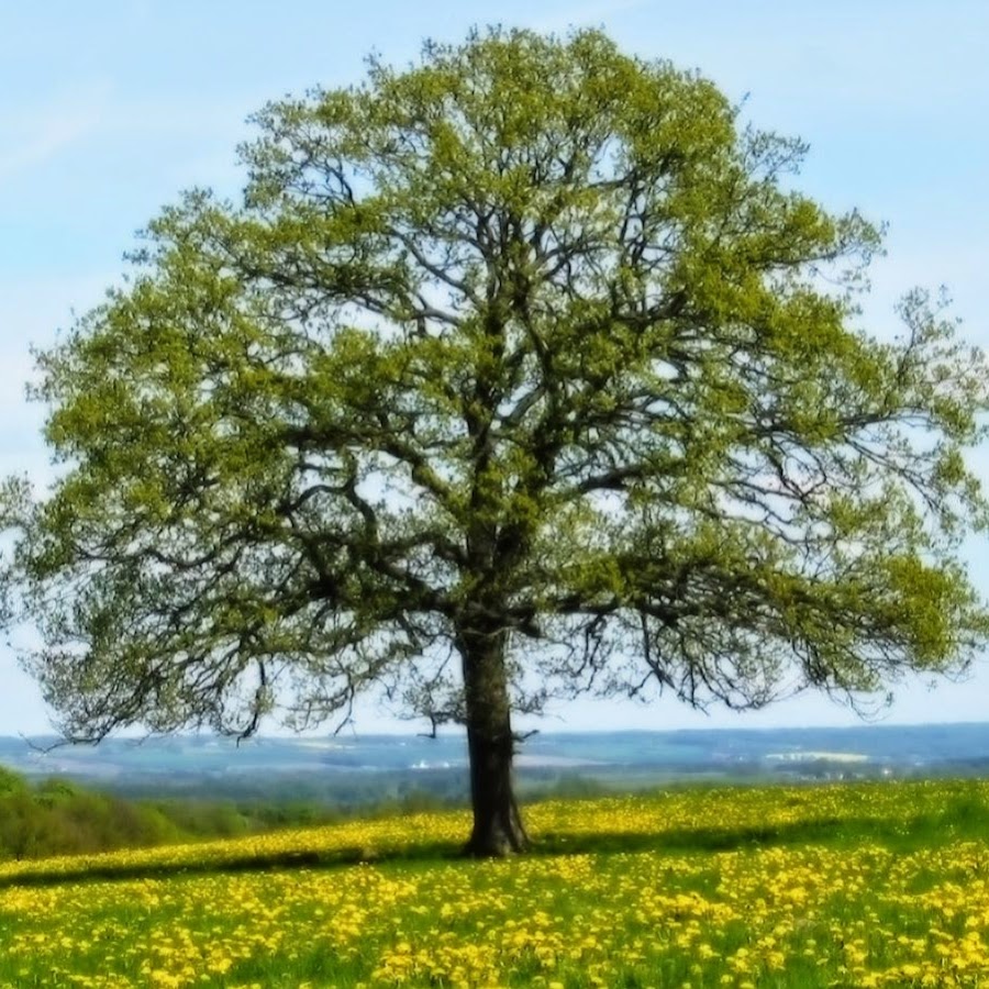 Какие тал. Май деревья. May Tree.