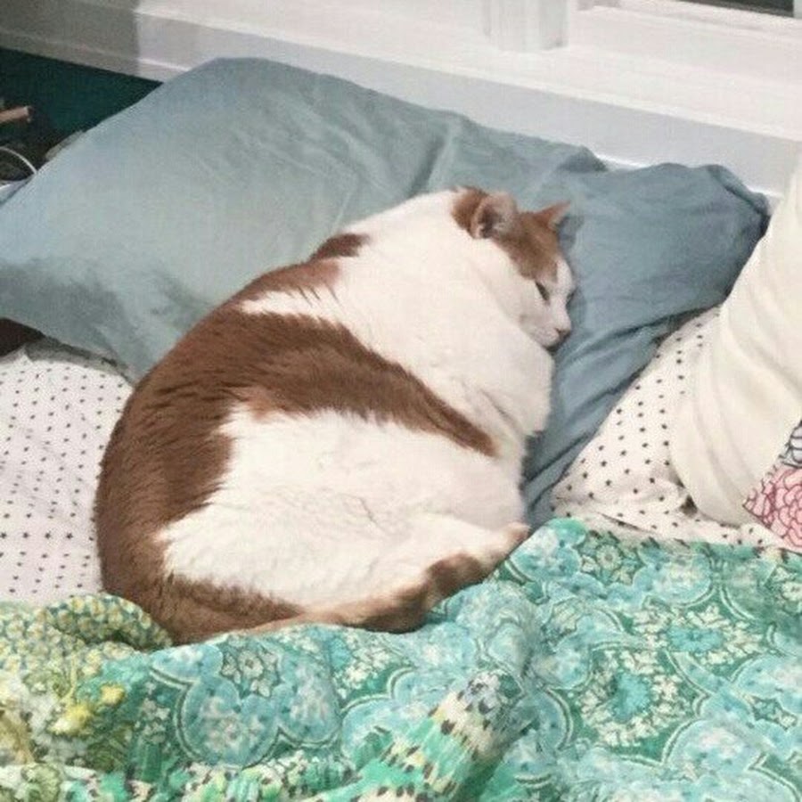 Толстый кот на кровати