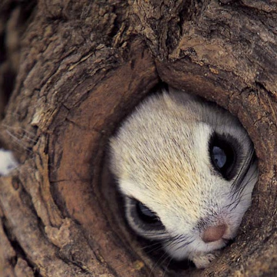 белка летяга гнездо. эдзо момонга японская белка. эдзо момонга (японская летяга) бельчата. эдзо момонга (японская летяга) бельчата. самые милые животные.