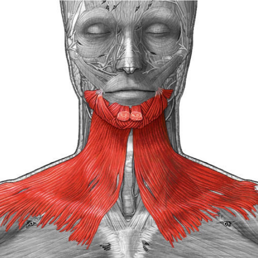 Musculus scalenus anterior