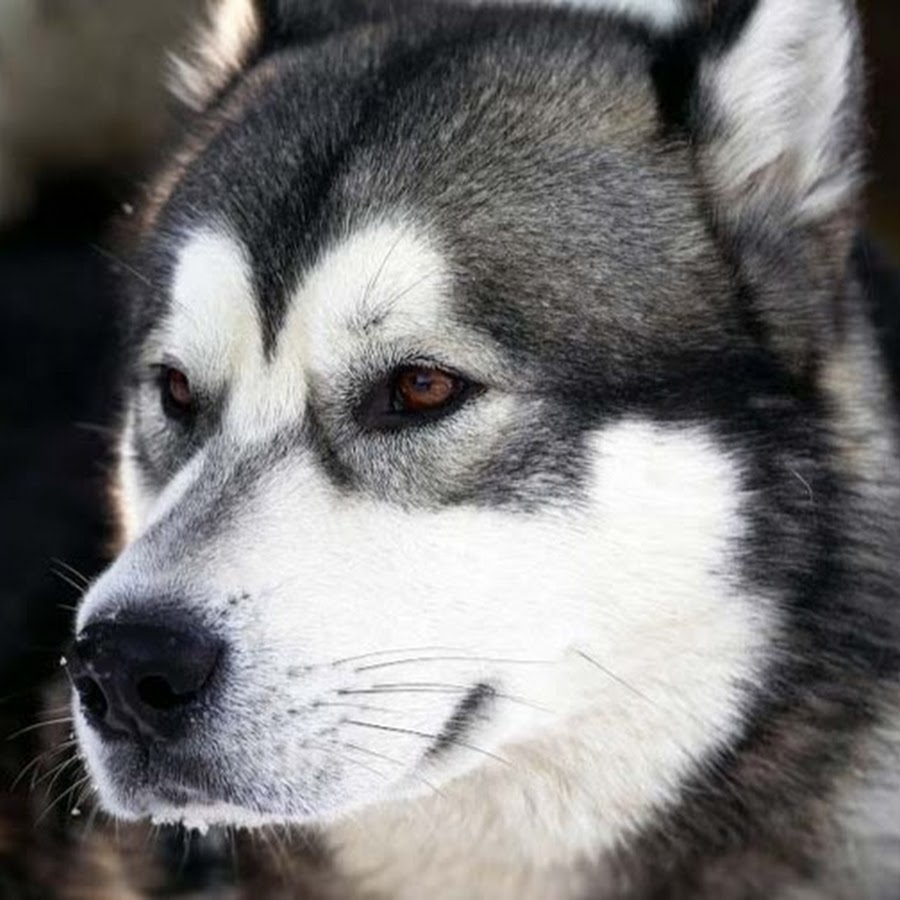 Хаски сколько стоят деньги песня. Аляскинский хаски. Alaskan Husky. Алеутская хаски. Ашка хаски.