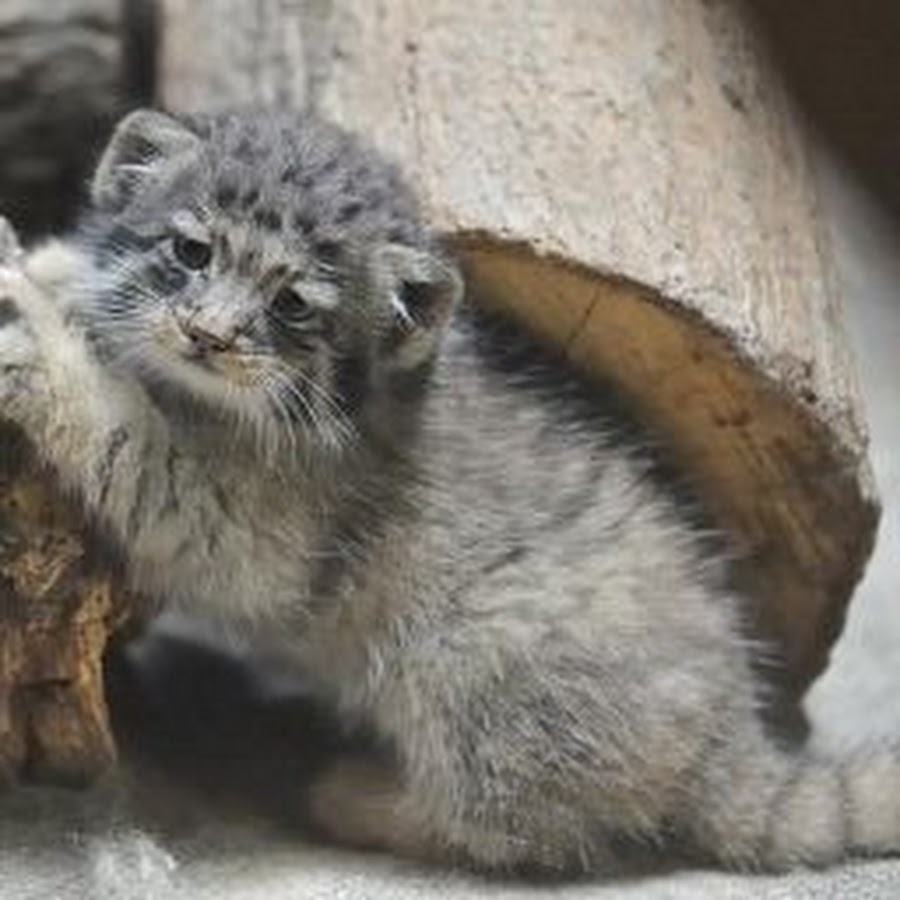 Котята манула. Кот Манул маленький. Детеныш манула. Манул маленький котенок. Манулята Московский зоопарк.