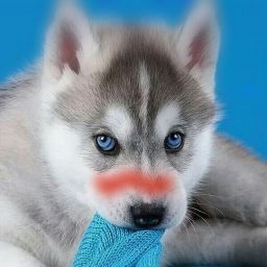 Cute siberian