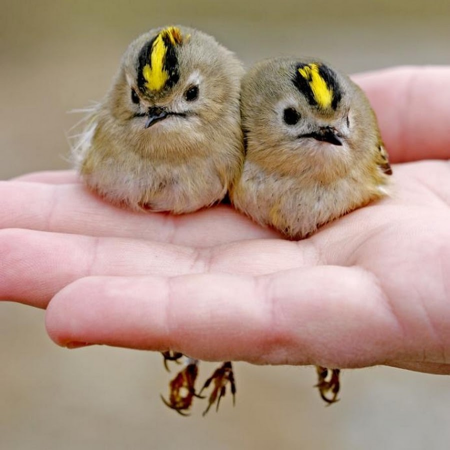 Птицы маленького размера