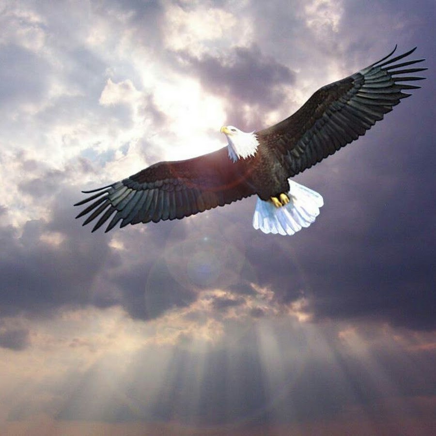 Птицей вольной перестань. Парящий Орел. Птица высокого полета. Орел парящий в небе. Орел в небе.