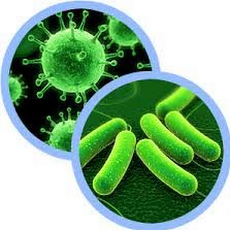 Новый вирус туберкулеза. Вирусы и бактерии. Зеленый микроб. Бактерии картинки.