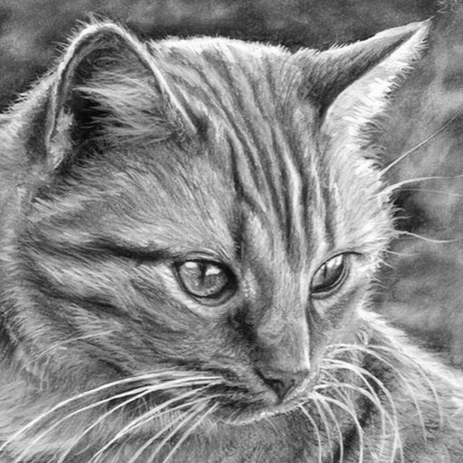 Фото рисунка кошки. Кот карандашом. Красивые рисунки. Кошка рисунок. Кошка рисунок карандашом.