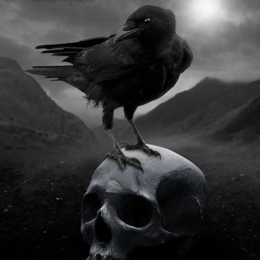 Жуткие птицы. Мрачные птицы. Ворон на черепе. Мрачный ворон.