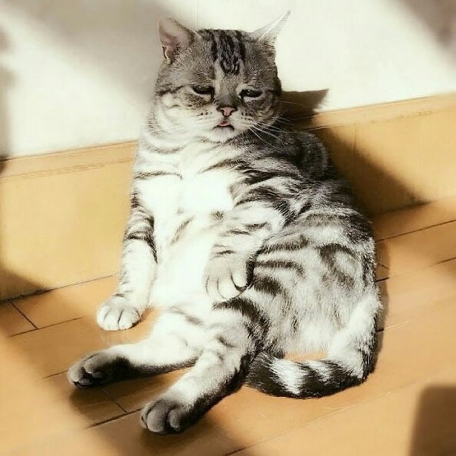 Порода грустных котов