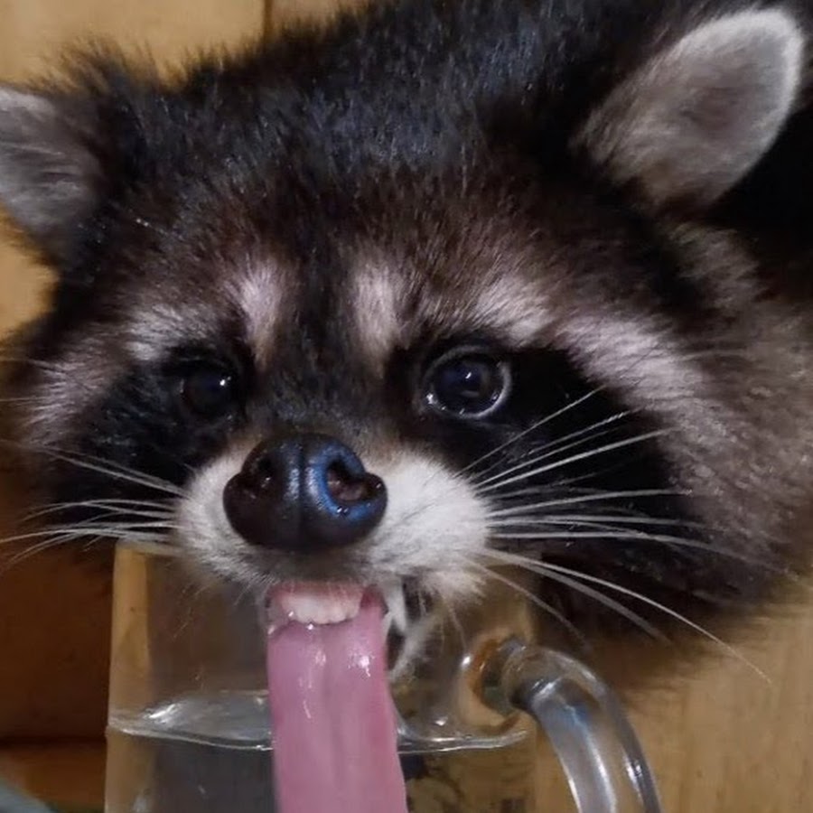 Енотовидная собака смеется мем Raccoon - YouTube