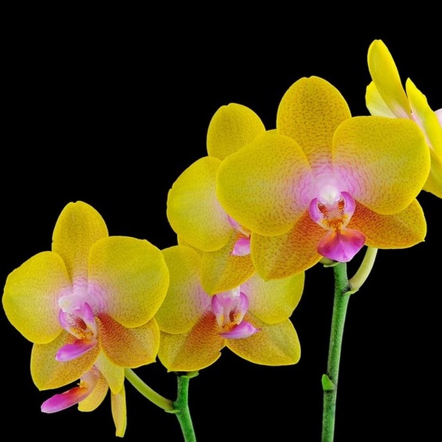 Орхидеи желто розовые. Орхидея фаленопсис. Орхидея Phalaenopsis. Орхидея ambiance Phalaenopsis. Фаленопсис Еллоу.