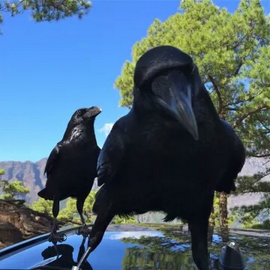 Crow finding. Сколько стоит вороны.