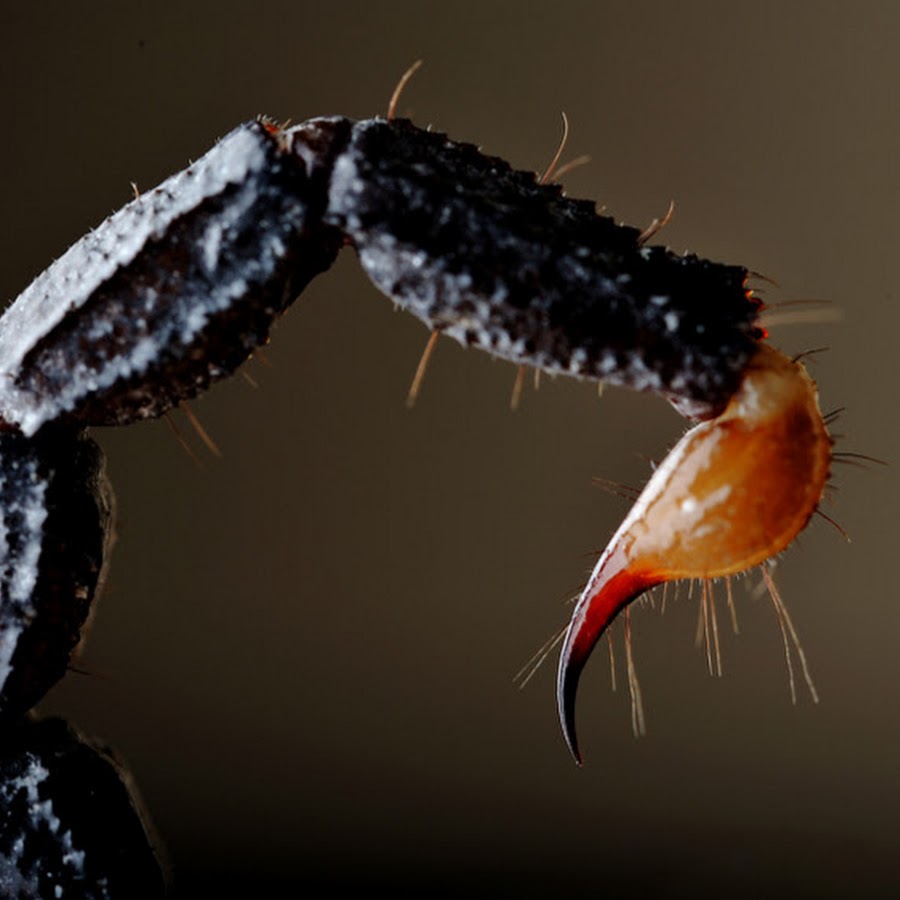 Scorpion tail. Pandinus Imperator. Жало скорпиона. Хвост скорпиона.