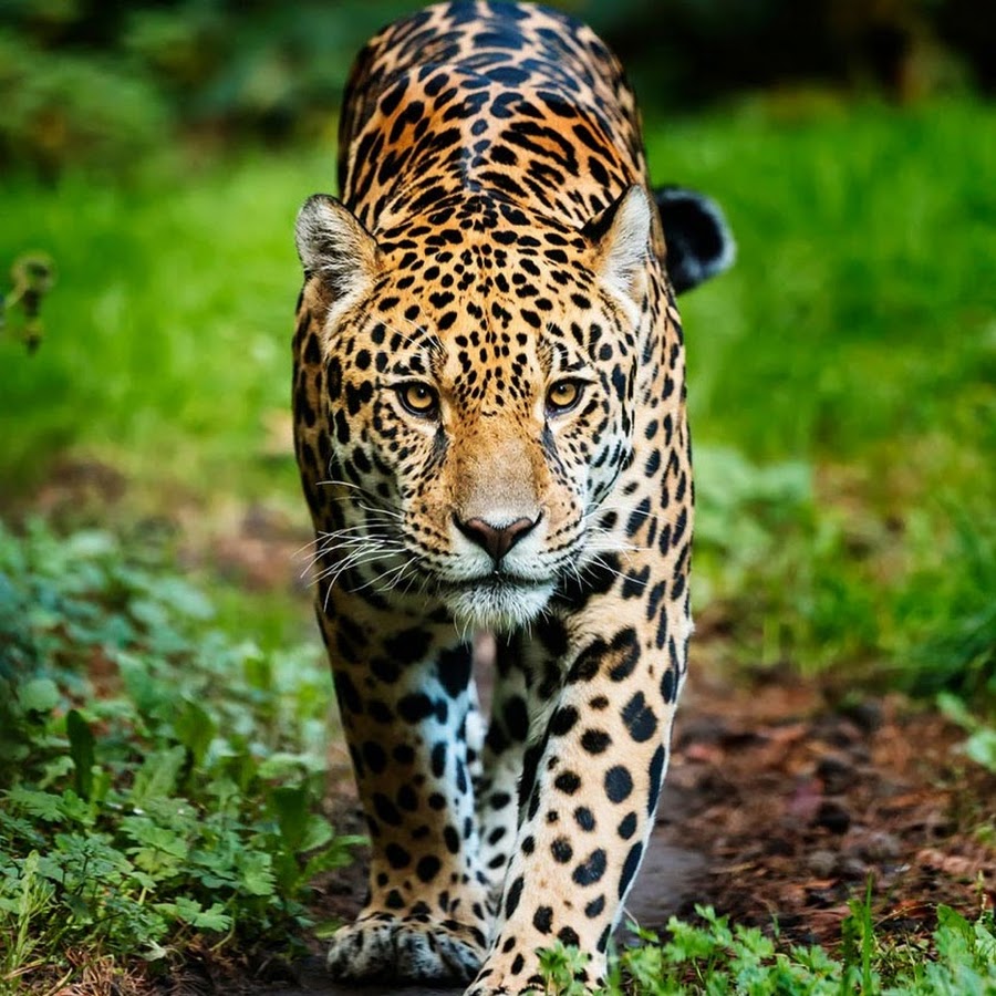 Le jaguar