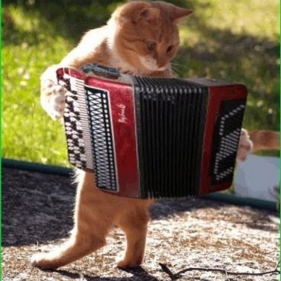 На баяне играет на гитаре. Кот гармошка. Кот с гармонью. Кот с аккордеоном. Кот гармонист.