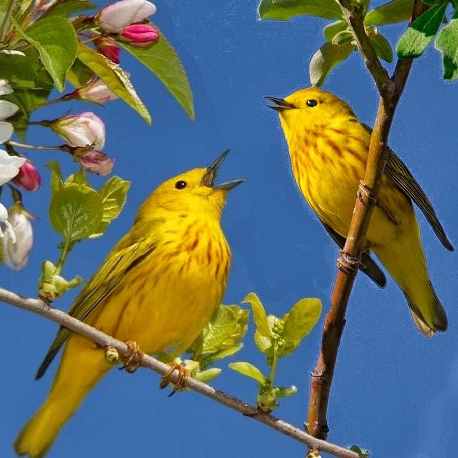 Про желтую птичку. Желтая птица. Желтые птицы весной. Желто голубая птица. Желтая птица в саду.