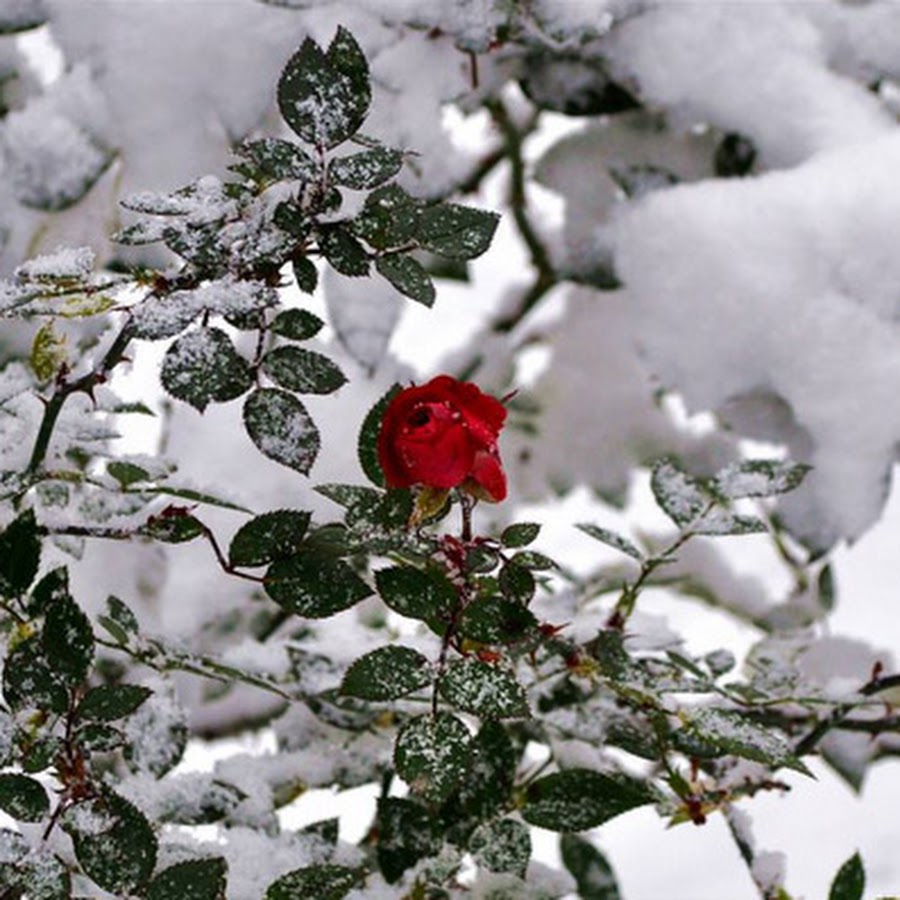 Зима розы уход