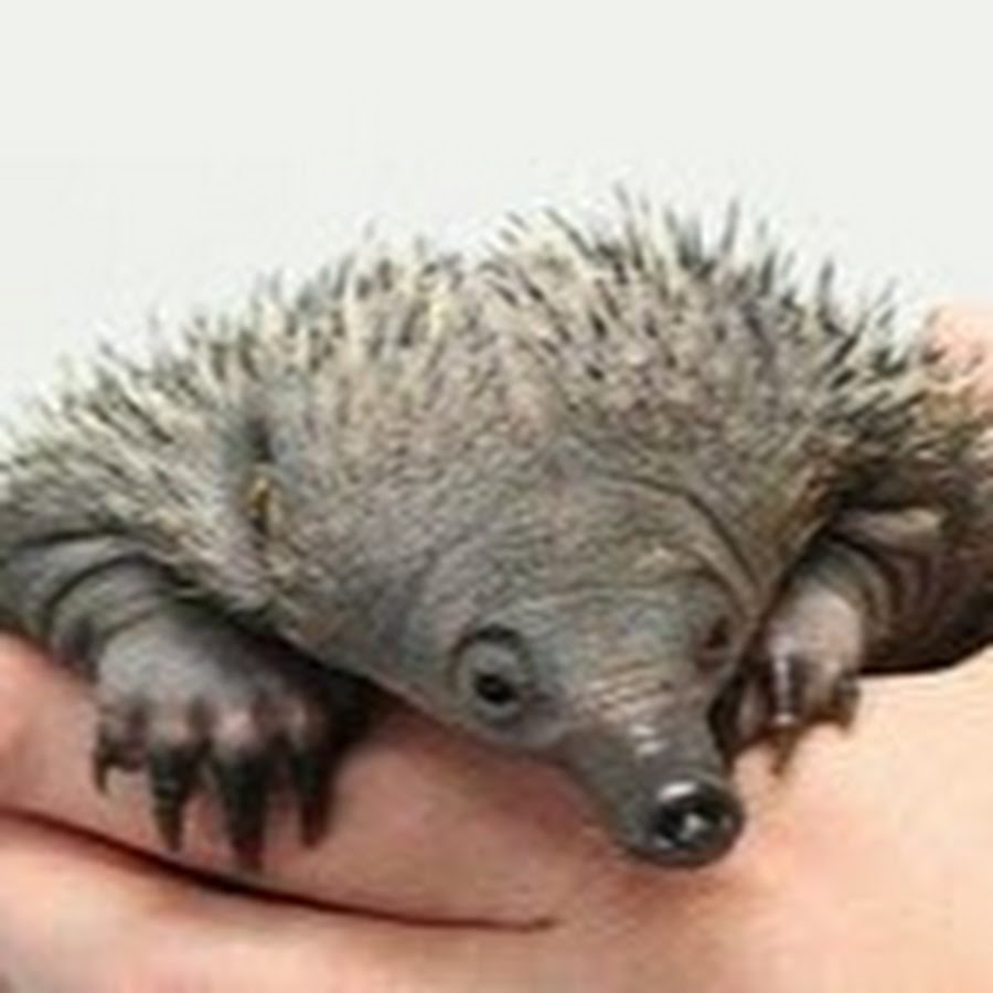 ехидна сумчатое животное. детеныш крота. паггл ехидна. ехидна детеныш. этрусская бурозубка.