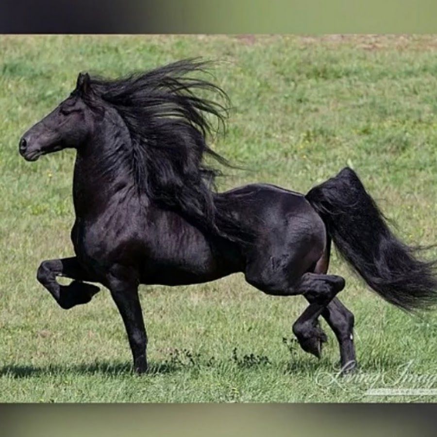 20 лошадок. Арабо Фризская лошадь. Фризская лошадь грива. Арабский скакун белый с черной гривой. Арабская лошадь Фризская лошадь.