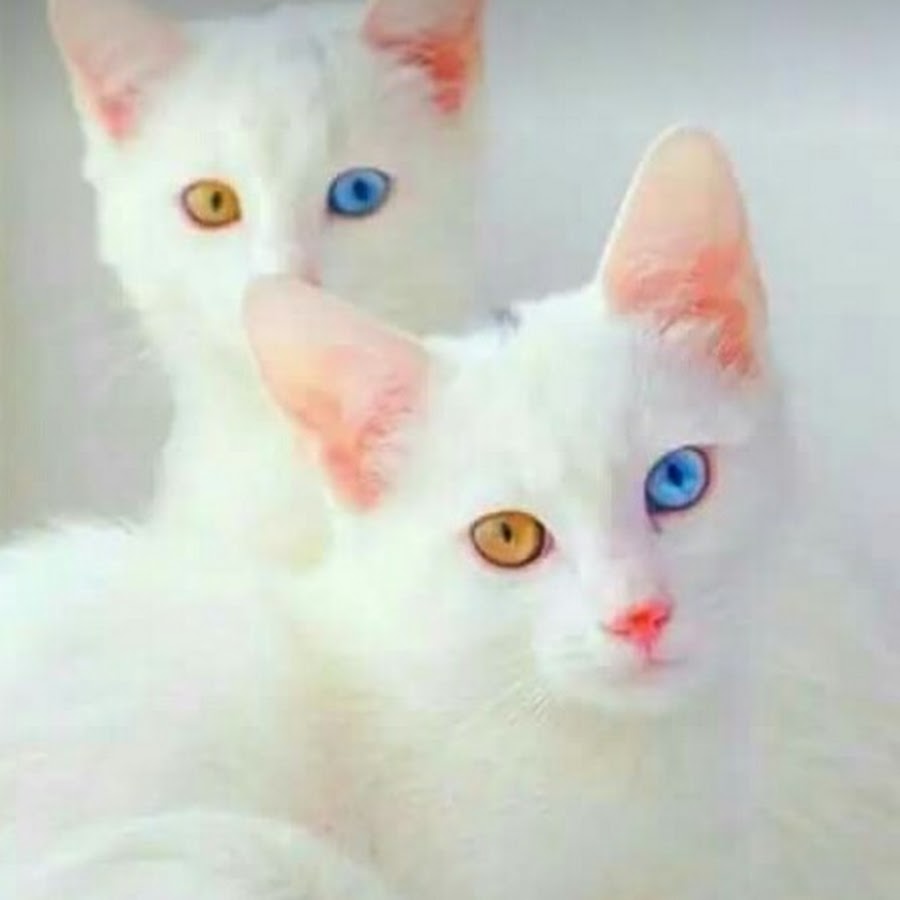 Возьму белую кошку. Као мани. Као-мани кошка. Белая кошка с разными глазами. Као-мани кошка цена.