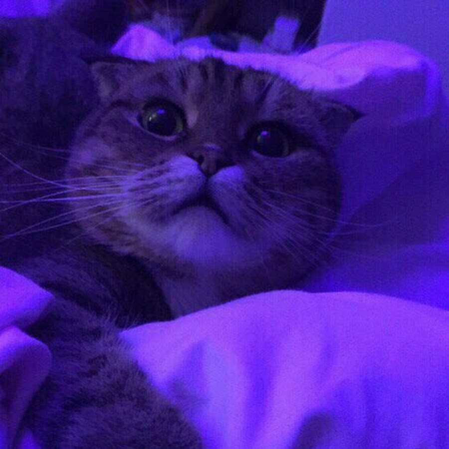 Фиолетовый кот видео. Фиолетовый котик. Фиолетовые коты. Лиловые коты. Фиолетовая Эстетика котик.