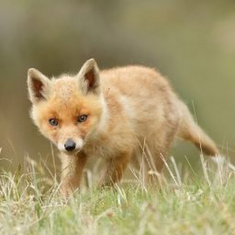 Baby fox. Лисёнок. Маленькие лисята фото. Картинка Лисенка маленького. Очаровательный Лисенок.