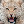 lifeofbigcat2374 avatar
