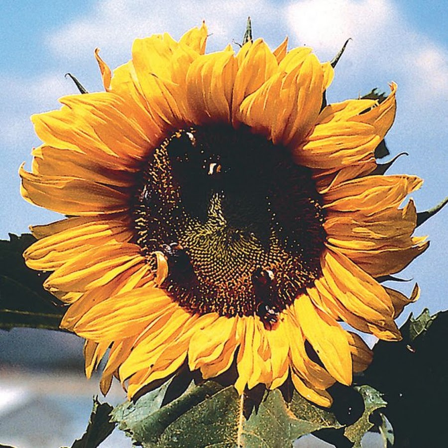 Helianthus giganteus