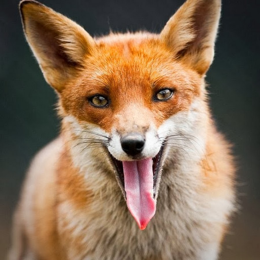 мимика лисицы. грустная лисичка. лиса без челки фото. лисы кульпео фокс. эмоции лисов.