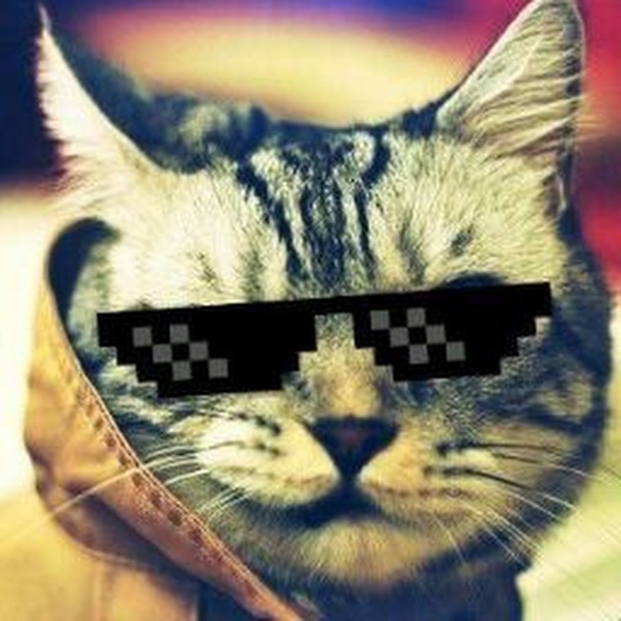 Standoff мемы с котами Котиков Го - YouTube