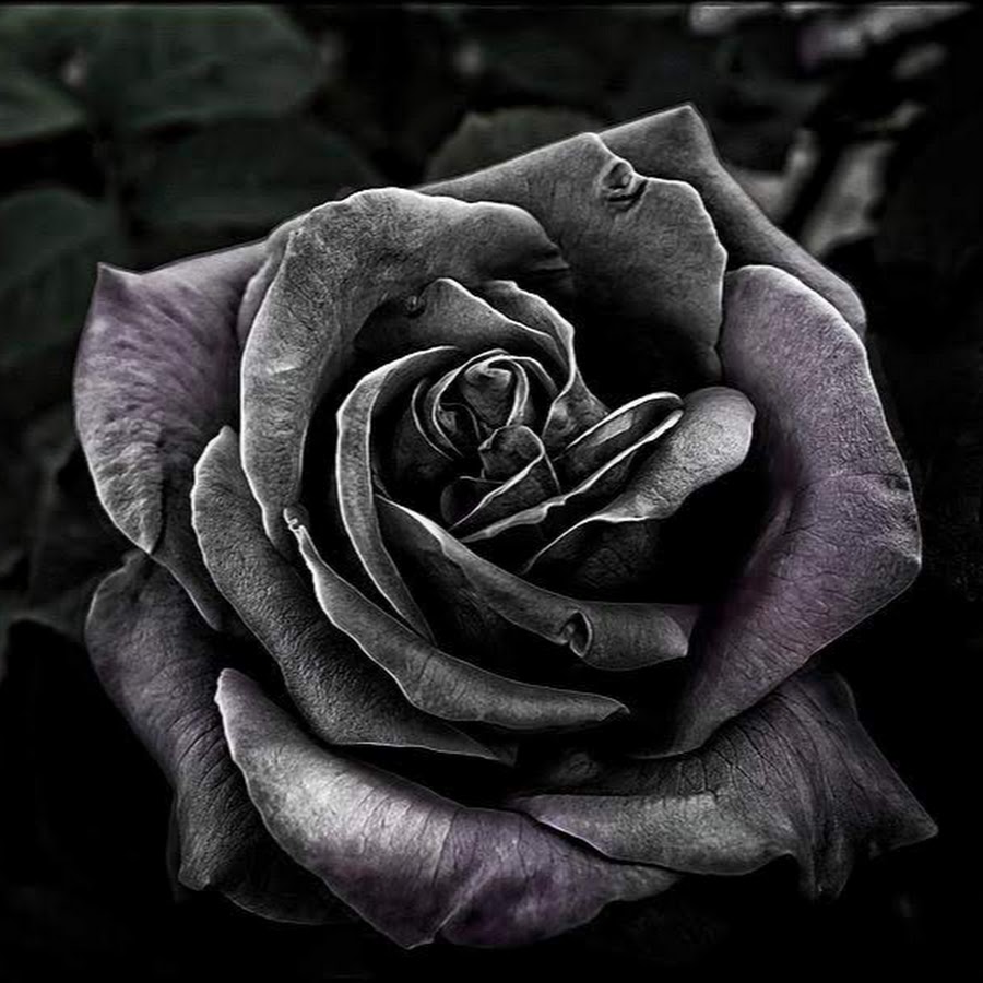 черная роза стим фото 13