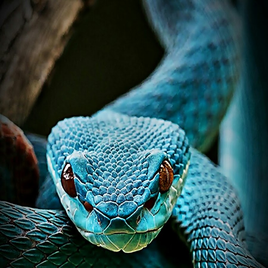 Змейка 160. Куфия змея. Голубая куфия змея. Куфия белая змея. Кобра.