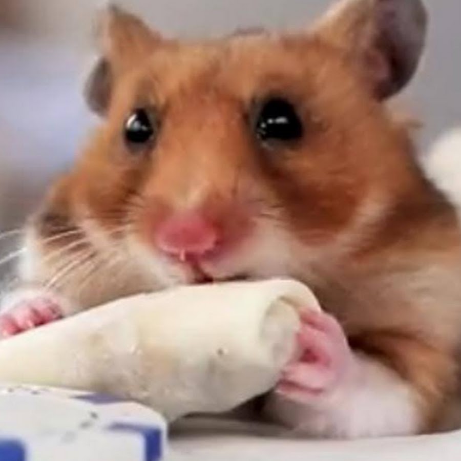 8 Oldest Hamsters to Ever Live 