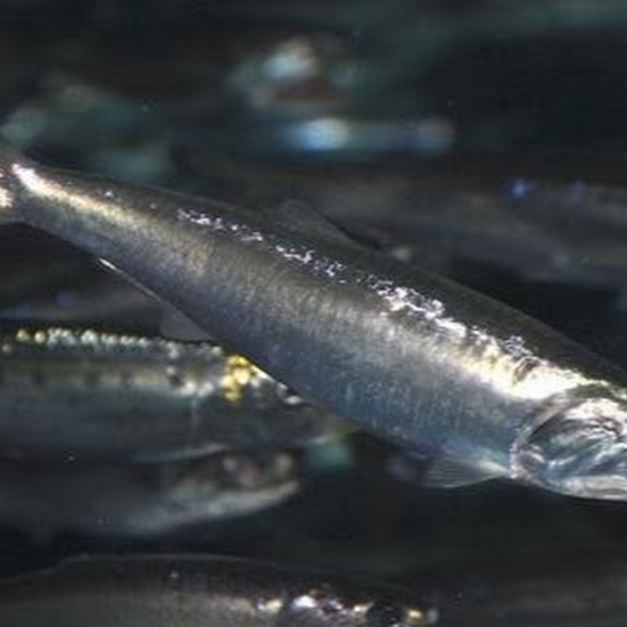 Фото анчоуса. Перуанский анчоус (Engraulis ringens). Сельдеобразные анчоус. Анчоус Тихоокеанский. Калифорнийский анчоус.