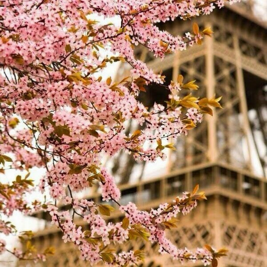 Dream blossom. Сакура в Париже.