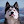 KeyushTheStuntDog avatar