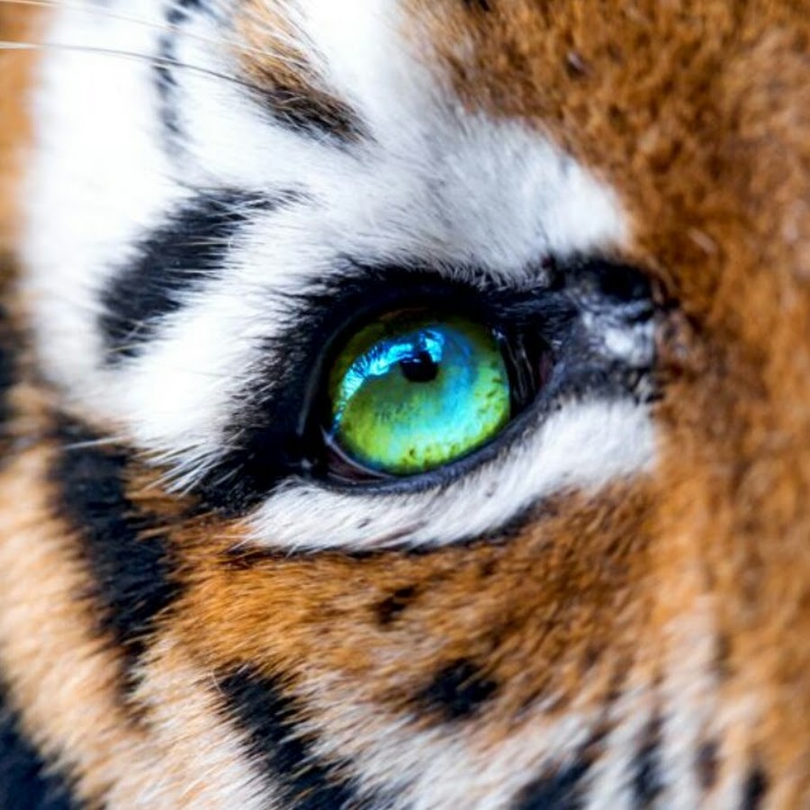 Глаз тигра видео. Грин Эбби "глаза тигрицы". Тигр. Глаз тигра. Тигр глаза.