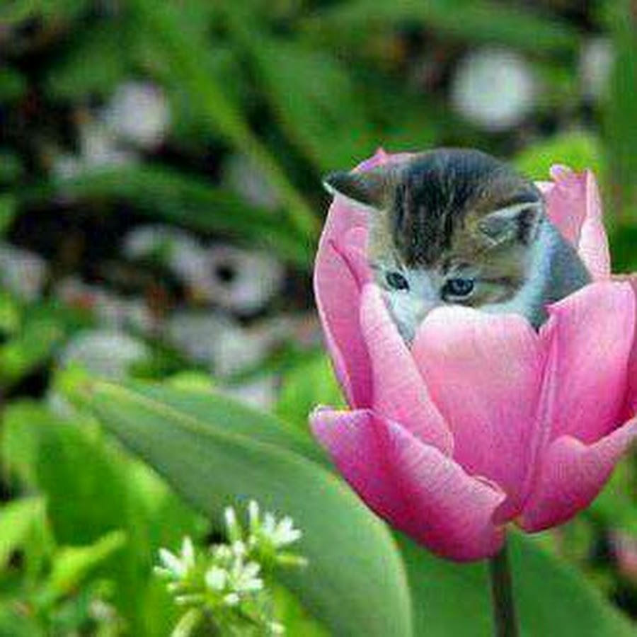 Тюльпаны для кошек ядовиты или нет. Котенок с тюльпанами. Кот в цветах тюльпанах.
