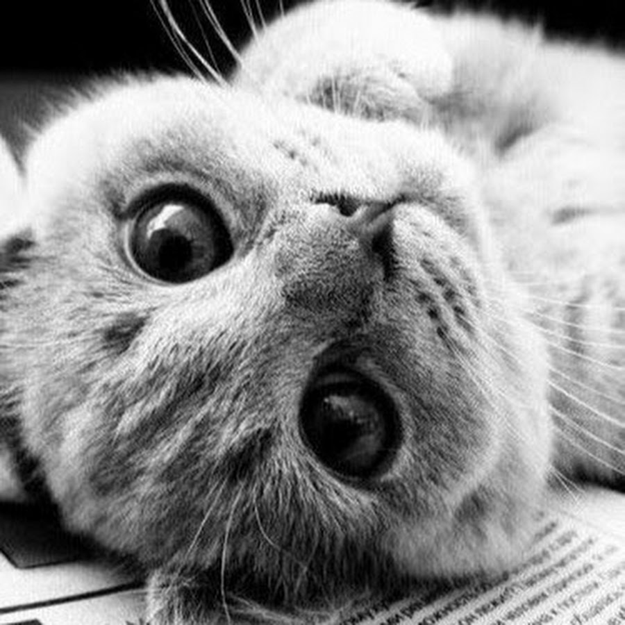 зайчик на заставку. классные видюшки а4. белка скретти из ледникового периода. котенок с невинными глазами. самые-самые-самые смешные видюшки.