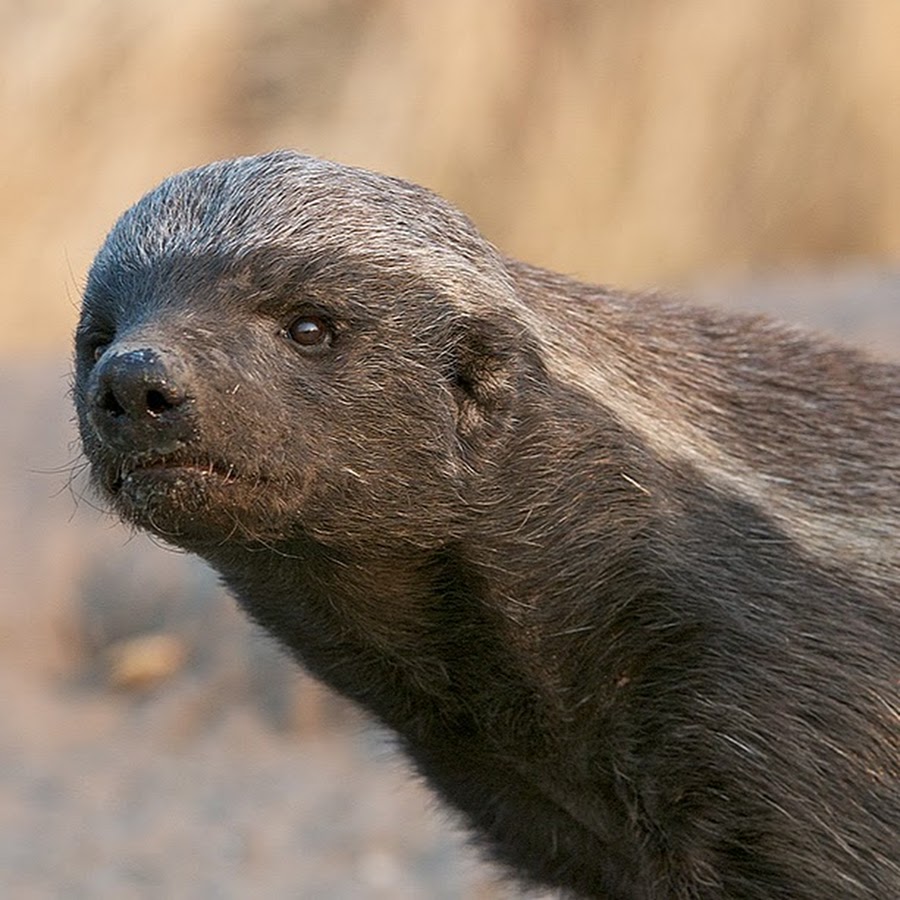 Африканский барсук медоед. Медоед вот. Капский медоед. Лысый барсук медоед. Медоед по английски.