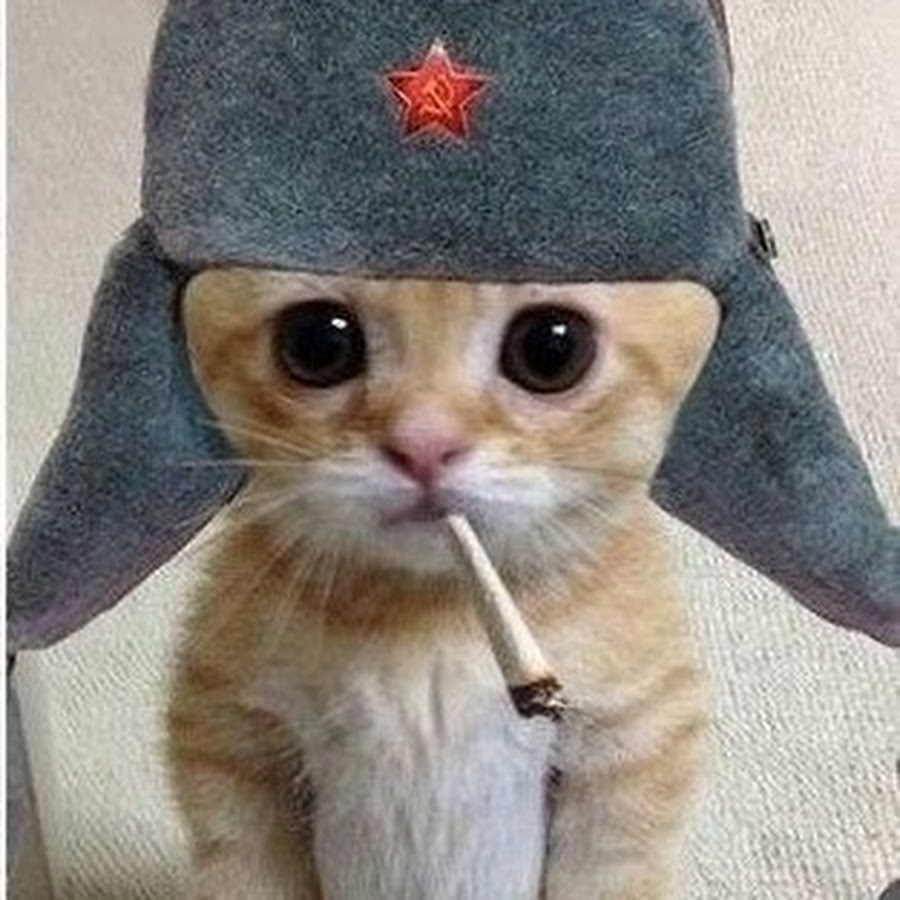 Аватарки с котиками смешные мемы Кот V сапогаХ - YouTube