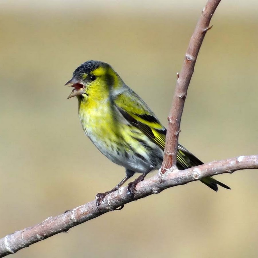 Чижика ели. Певчие птицы Чиж. Чиж (лат. Carduelis Spinus. Щегол, зяблики,зеленушки. Певчие птицы Чижик.