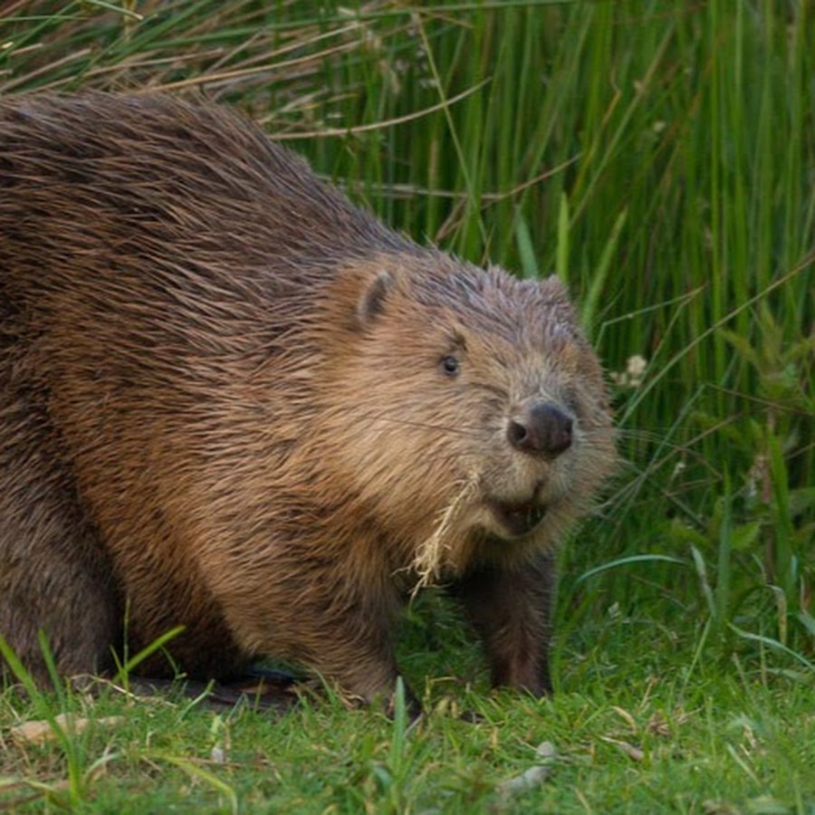 Бобер на английском. Канадский Бобр (Castor canadensis). Речной Бобр. Бобр Речной обыкновенный. Европейский Бобр.