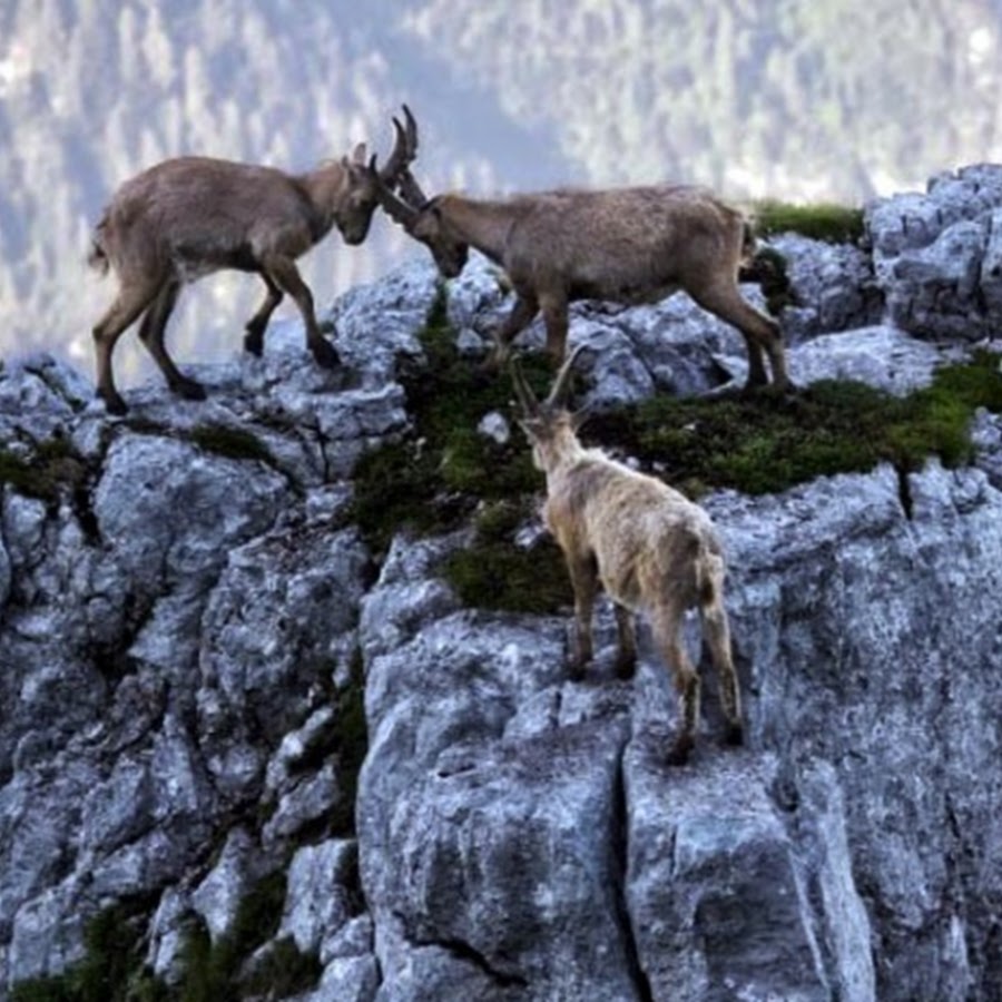 Дикие козы рассыпавшись по откосу. Ибексы-скалолазы козлы. Животные в горах. Горные козы. Горный козел на скале.