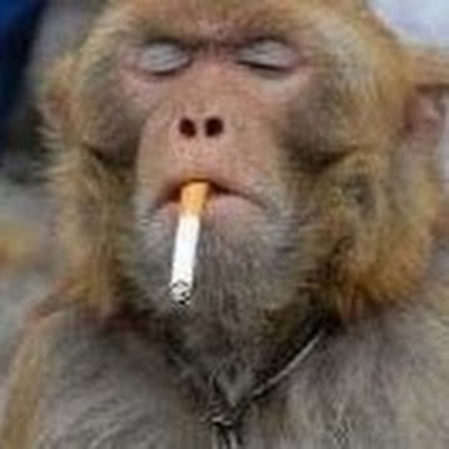 Глупая обезьяна. Курящая обезьяна. Обезьяна с сигаретой. Ржачные обезьяны.
