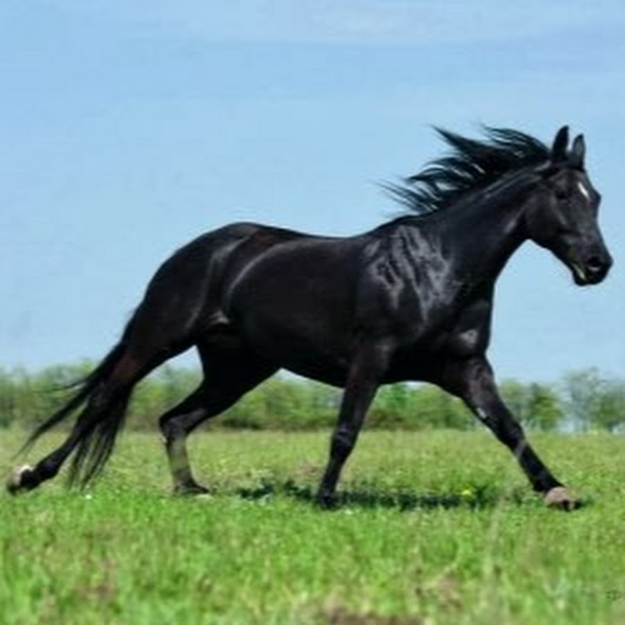 Кабардинская лошадь форма головы