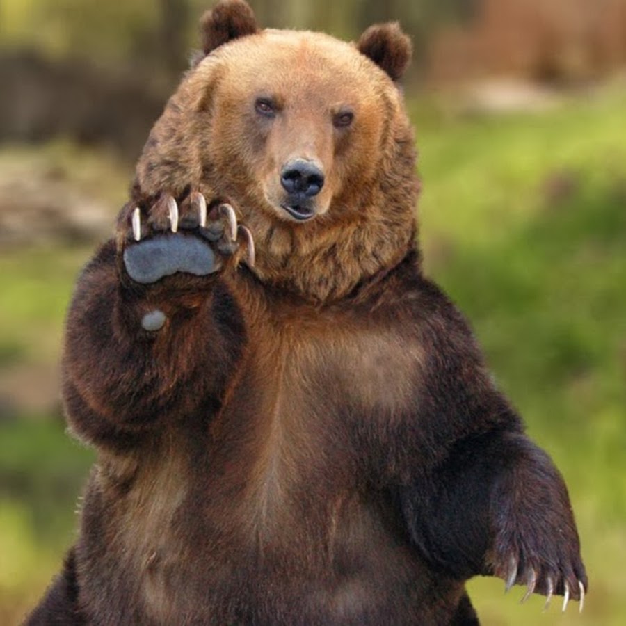 интересные картинки с медведем