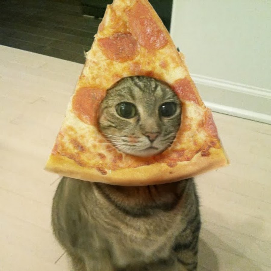 Шаурма из кота